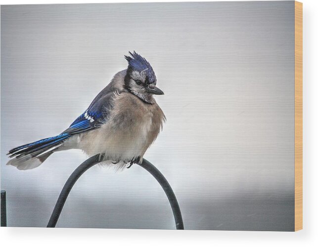 Love Doves Feeding Blue Jays Feeders Snow Cold Winter Beak Feet Foot Forward Two Pair Coo Coo Snowing Blue Eyes Double Feature Toe Birds One Stone Best Foot Forward Stepping Out Dove Tail Bj Walking To Food Wood Print featuring the photograph Blue Jay its cold by David Matthews