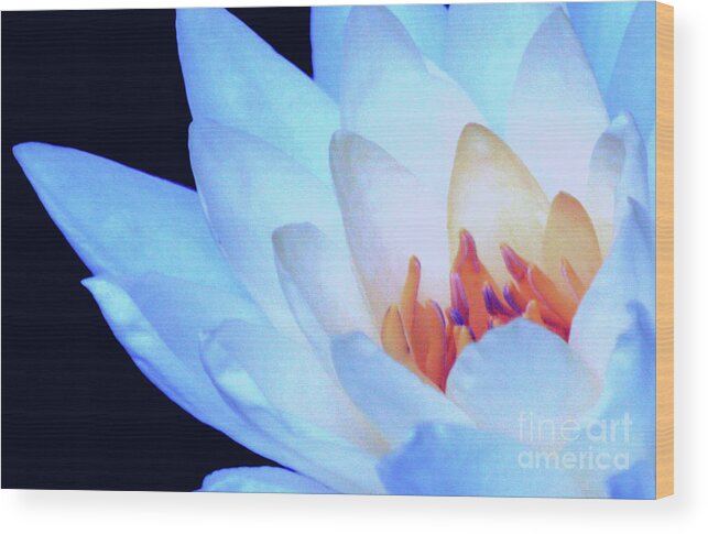 Water Lily; Water Lilies; Lily; Lilies; Flowers; Flower; Floral; Flora; Orange; Blue Water Lily; Blue Flowers; Black; Pink; Digital Art; Photography; Painting; Simple; Decorative; Décor; Macro; Close-up Wood Print featuring the digital art Blue Lily Close-up by Tina Uihlein