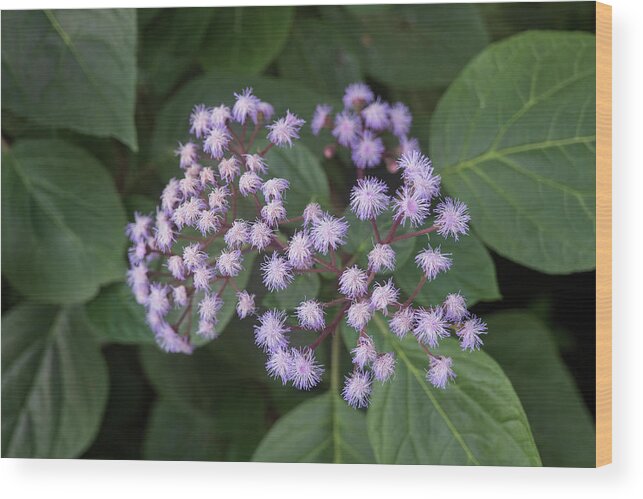 Bartlettina Wood Print featuring the photograph Blue Mist Flower Bartlettina Sordida by Artur Bogacki