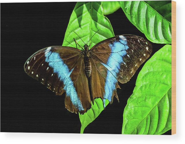 Butterfly Photo Wood Print featuring the photograph Blue Morpho Butterfly by Terry Walsh