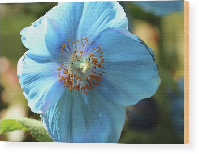 Himalayan Blue Poppy Wood Print featuring the photograph Blue perfection by Laurie Lago Rispoli