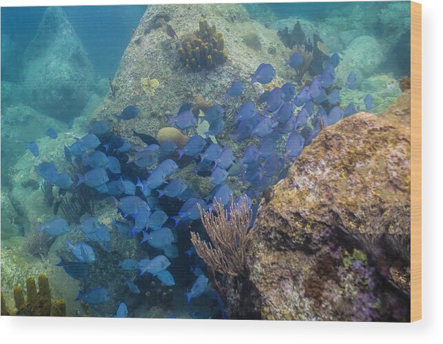 Ocean Wood Print featuring the photograph Blue School by Lynne Browne