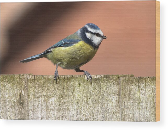 Nature Wood Print featuring the photograph Blue Tit on a Fence 2 by Stephen Melia