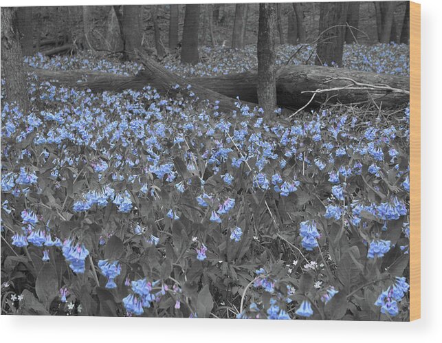 Bluebell Patch Wood Print featuring the photograph Bluebell Patch by Dylan Punke
