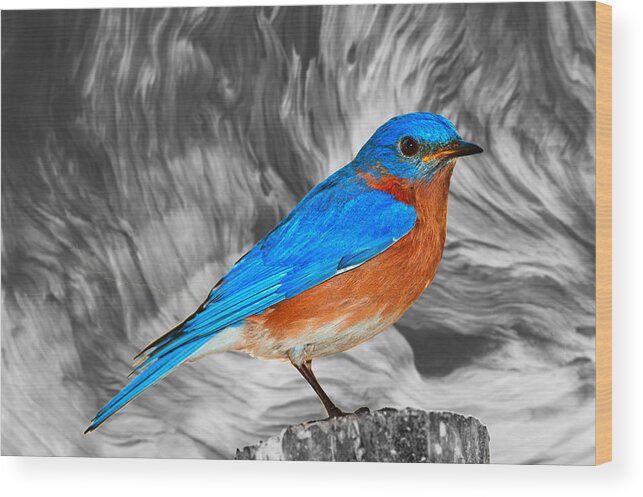 Bluebird Wood Print featuring the photograph Bluebird by Ally White
