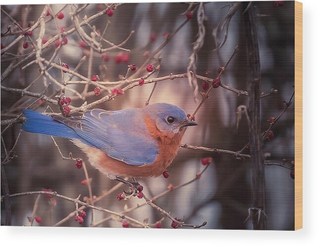 Bluebird Wood Print featuring the photograph Bluebird in Winter 2 Wilsons Creek Springfield by Allin Sorenson