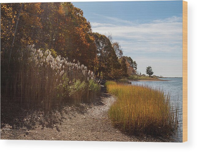 Bluff Point Wood Print featuring the photograph Bluff Point Stroll by Kirkodd Photography Of New England