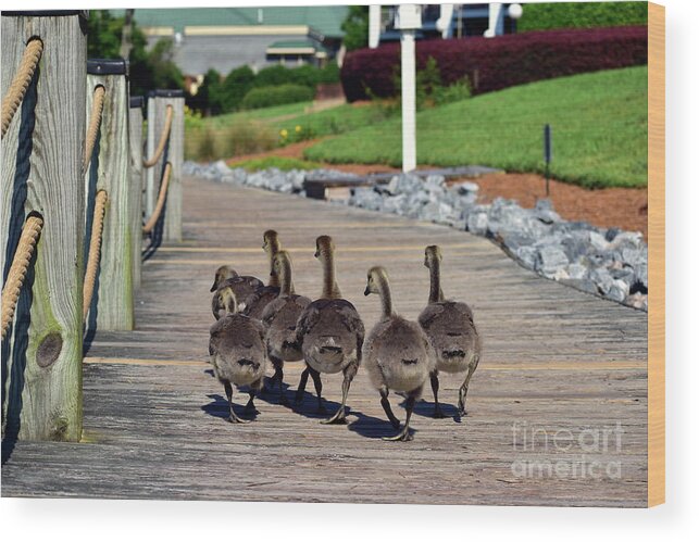 Geese Wood Print featuring the photograph Boardwalk Geese by Bailey Maier