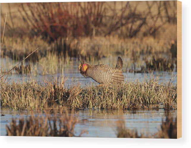 Prairie Chicken Wood Print featuring the photograph Booming The High Ground by Brook Burling