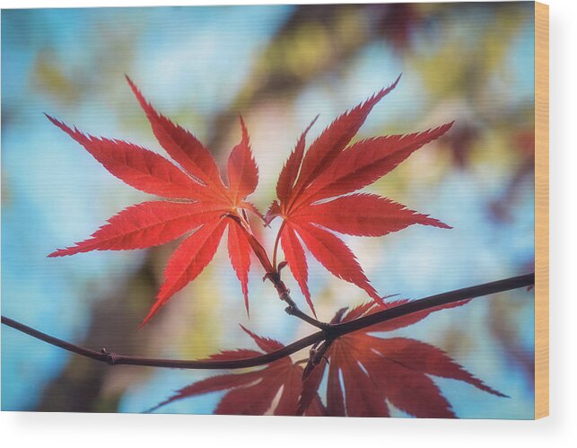 Leaves Wood Print featuring the photograph Born to Die Together by Philippe Sainte-Laudy