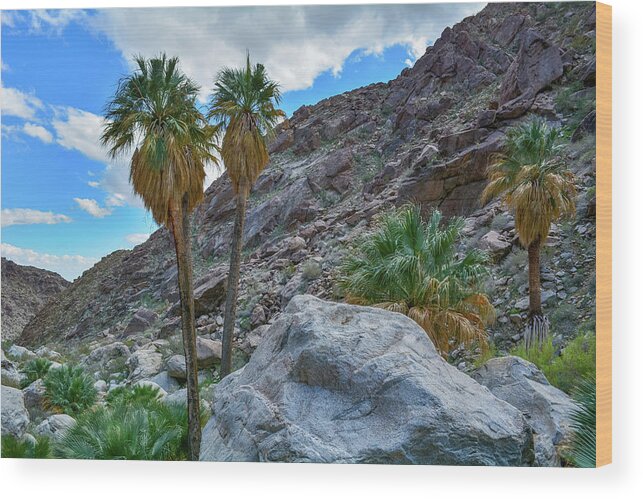 Anza Borrego Desert State Park Wood Print featuring the photograph Borrego Palm Canyon by Kyle Hanson