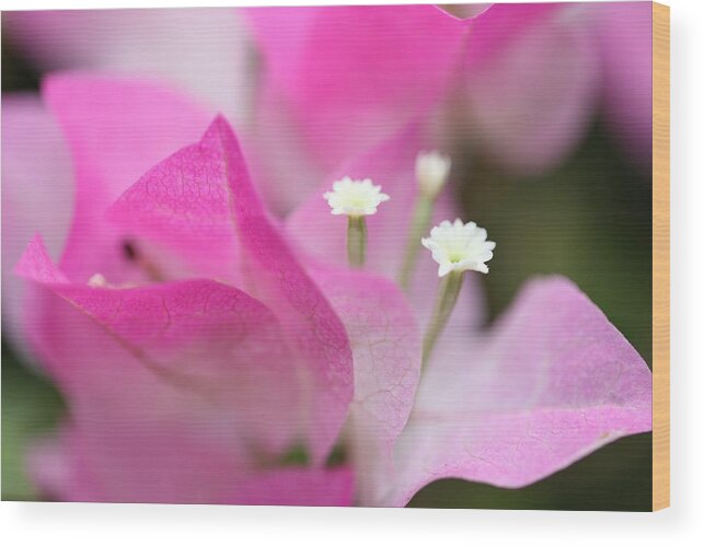 Bougainvillea Wood Print featuring the photograph Bougainvillea by Mingming Jiang