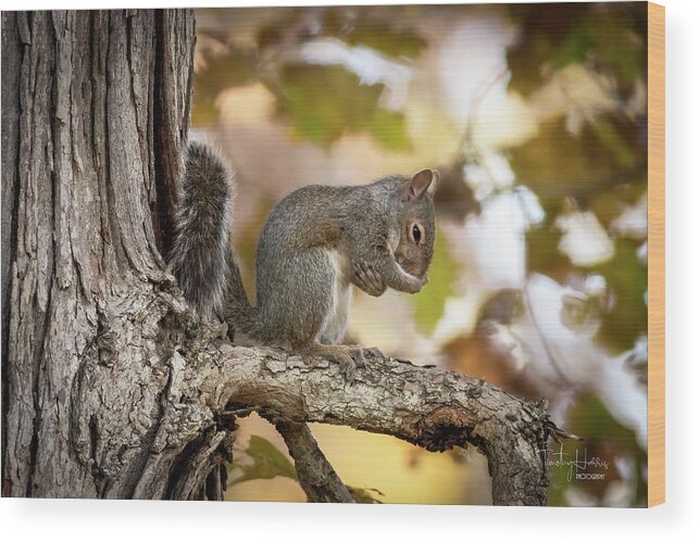 Squirrel Tree Wood Print featuring the photograph Bow Your Head... by Timothy Harris