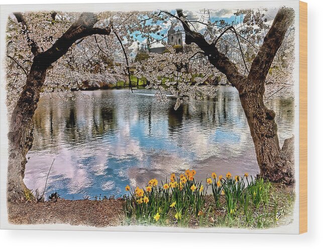 Recent Wood Print featuring the photograph Branch Brook Cherry Blossom Park by Geraldine Scull