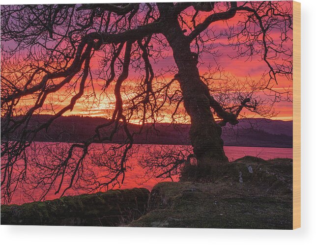 Sunset Wood Print featuring the photograph Branches at sunset by Daniel Letford