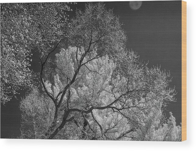 Trees Wood Print featuring the photograph Branches in Infrared by Alan Goldberg