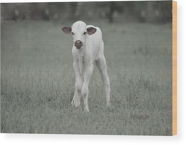 Texas Longhorns Wall Art Wood Print featuring the photograph Brand New Texas Longhorn calf by Cathy Valle