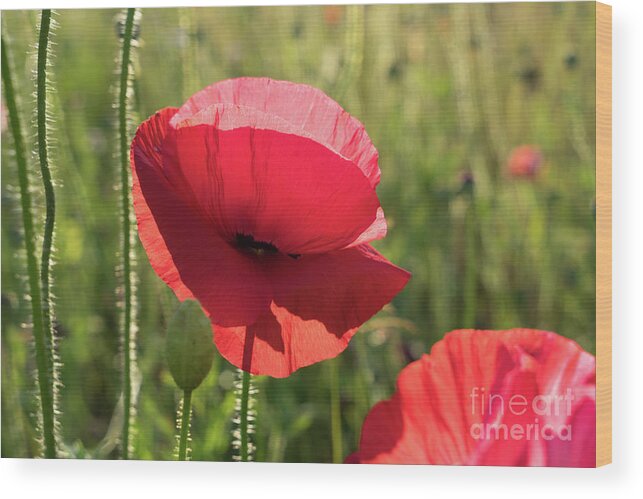 Poppy Wood Print featuring the photograph Bright red petals of a poppy by Adriana Mueller
