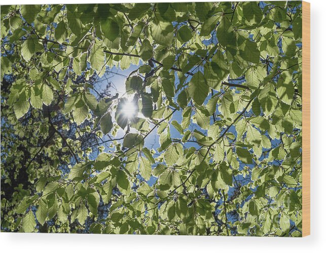 Environment Wood Print featuring the photograph Bright Sun Shines Through Green Leaves Of A Beech Tree by Andreas Berthold