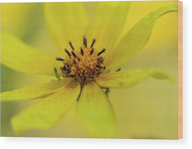Yellow Wood Print featuring the photograph Bright Yellow Daisy by Karen Rispin