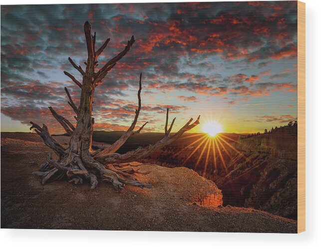 Bristlecone Wood Print featuring the photograph Bristlecone Sunset by David Soldano
