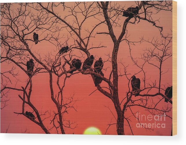 Silhouette Wood Print featuring the photograph Brood of Turkey Vultures by Ed Taylor