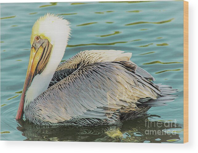Pelican Wood Print featuring the photograph Brown Pelican has Eyes on You by Joanne Carey
