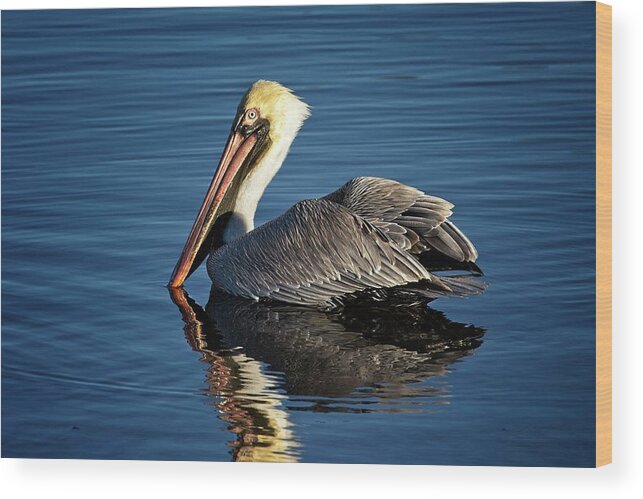 Brown Pelican Wood Print featuring the photograph Brown Pelican by Ronald Lutz