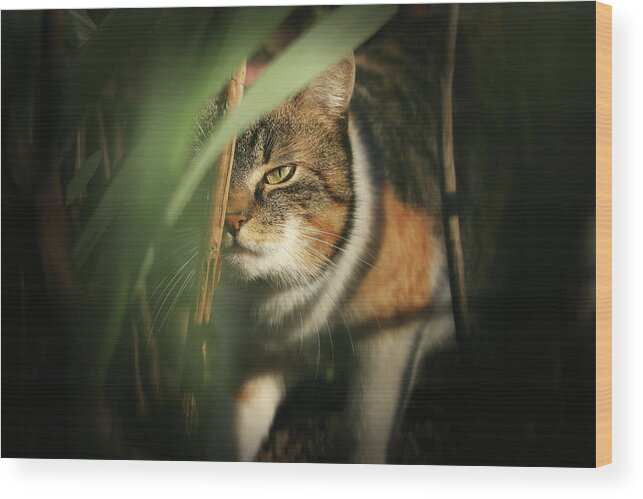 Liza Wood Print featuring the photograph Cruel look by domestic kitten walks through dense jungle by Vaclav Sonnek