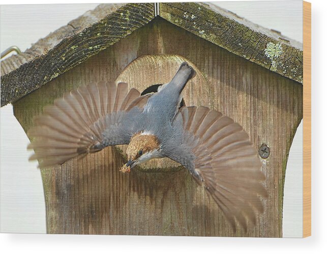 Brown Headed Nuthatch Wood Print featuring the photograph Brown Headed Nuthatch Flight by Jerry Griffin