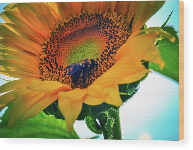 Bumble Bee Wood Print featuring the photograph Bubble Bee feeding on a sunflower by Heather Bettis