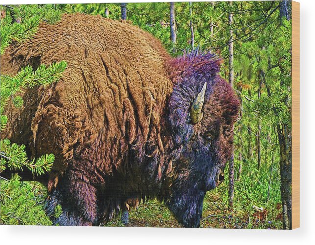 Animal Wood Print featuring the digital art Buffalo Illustrated by David Desautel