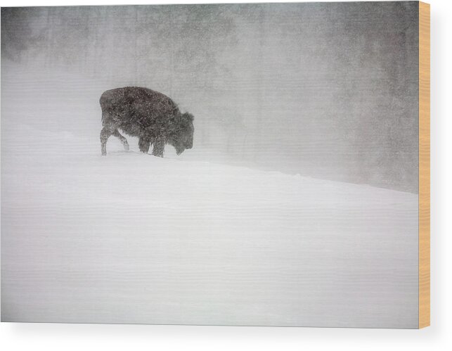 Winter Wood Print featuring the photograph Buffalo in Winter Storm by Craig J Satterlee