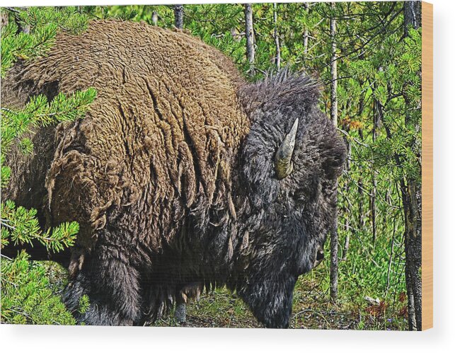 Animal Wood Print featuring the photograph Buffalo Silhouette by David Desautel