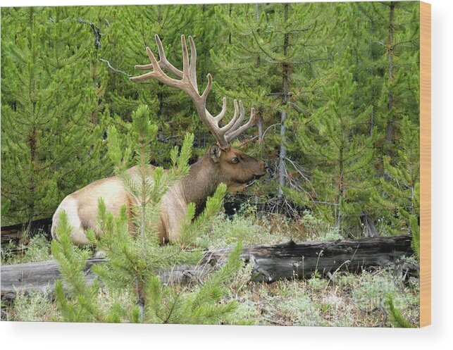 Autumn Wood Print featuring the photograph Bull Elk sitting peacefully in a clearing of trees.	 by Gunther Allen
