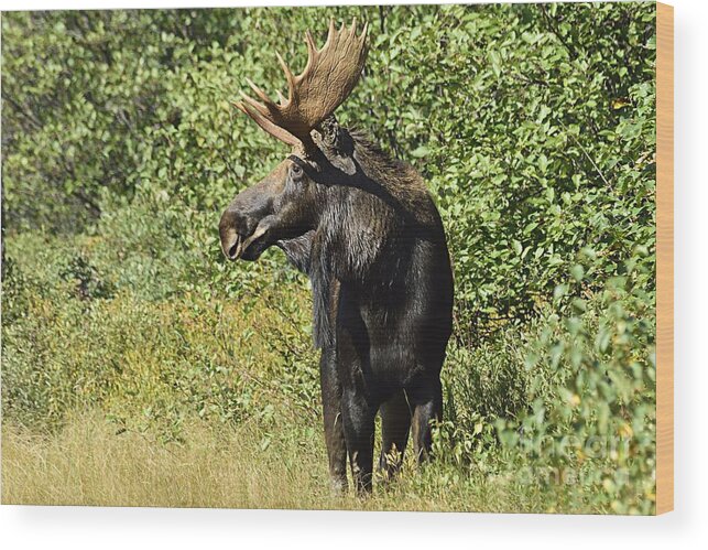 Photography Wood Print featuring the photograph Bull Moose by Larry Ricker
