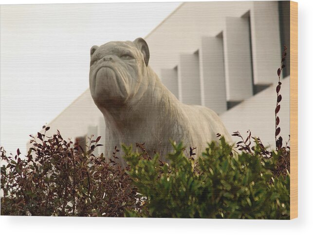 South Carolina State University Wood Print featuring the photograph Bulldog at South Carolina State University Orangeburg USA by Bob Pardue