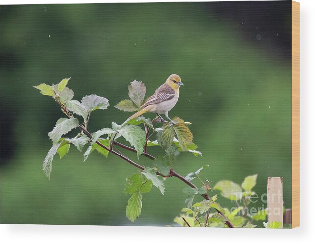 Bird Wood Print featuring the photograph Bullock's Oriole in Rain by Kristine Anderson