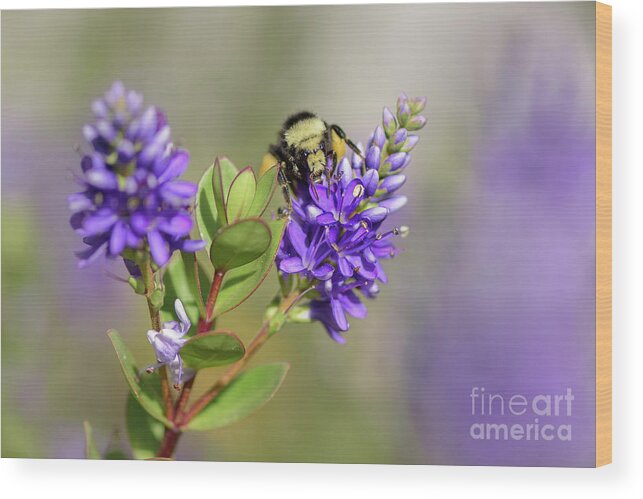 Bombus Vosnesenskii Wood Print featuring the photograph Bumble Bee Visits Purple Flower by Nancy Gleason