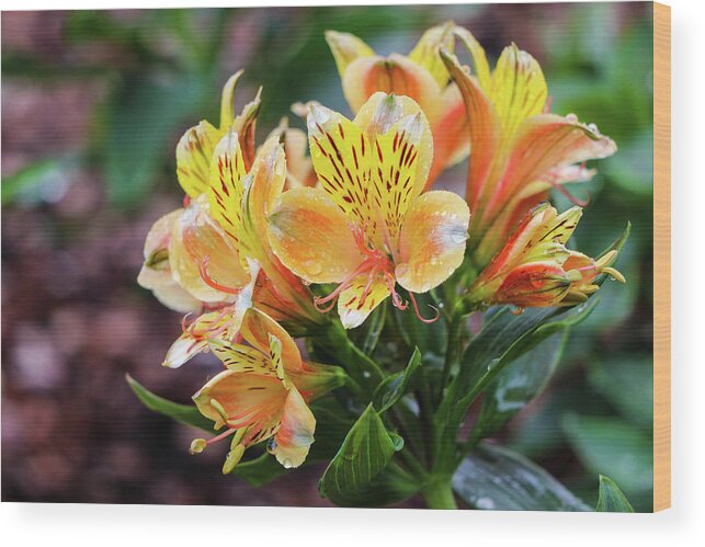 Lily Wood Print featuring the photograph Bundle of Lily by Mary Anne Delgado