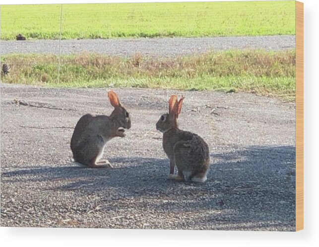 Bunny Wood Print featuring the photograph Bunny Talk by Catherine Wilson