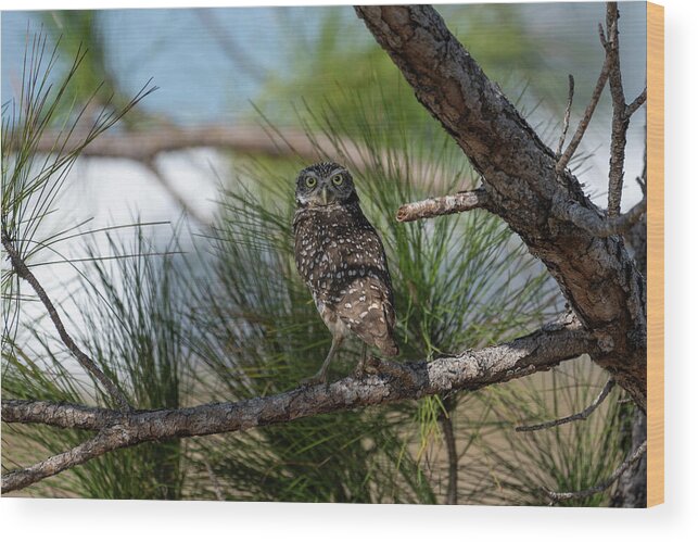 Burrowing Owl Wood Print featuring the photograph Burrowing owl in tree looking straight by Dan Friend