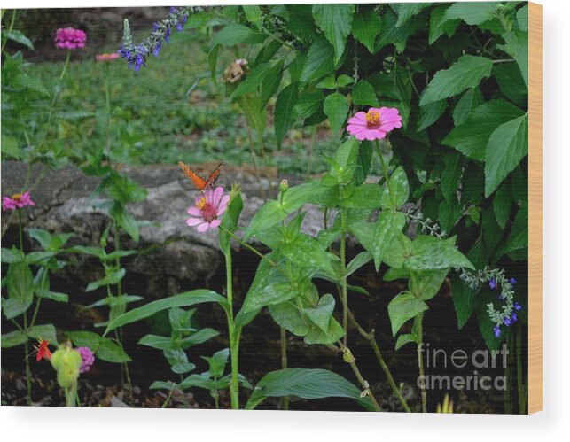 Butterfly Photograph Wood Print featuring the photograph Butterfly Garden by Expressions By Stephanie