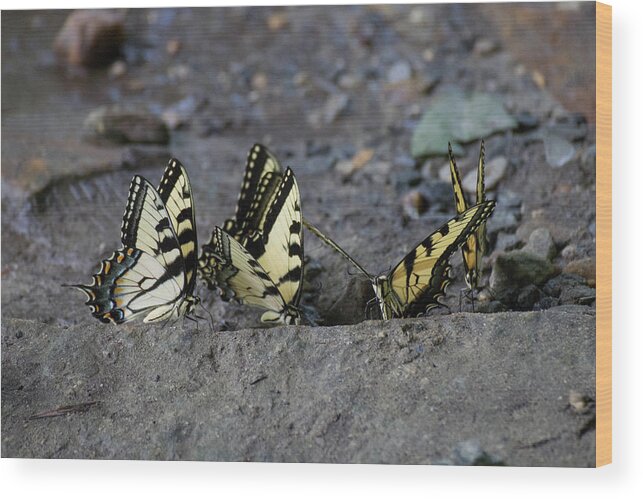 Butterflies Wood Print featuring the photograph Butterfly Nation Swallowtail Butterflies II by Demetrai Johnson