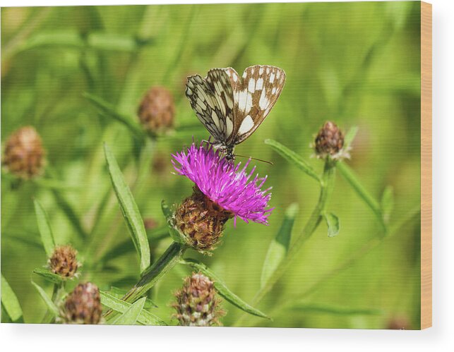 Butterfly Wood Print featuring the photograph Butterfly On Thistle by Tanya C Smith