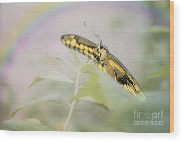Butterfly Wood Print featuring the digital art Butterfly Rainbow by Amy Dundon