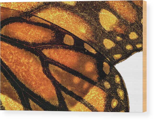 Butterfly Wood Print featuring the photograph Butterfly Wings by Christopher Johnson
