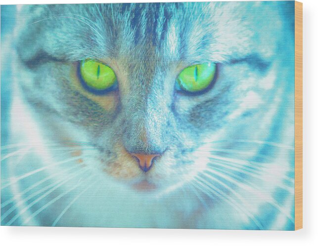 Cat Wood Print featuring the photograph By The Light of a Cat by Bonnie Follett