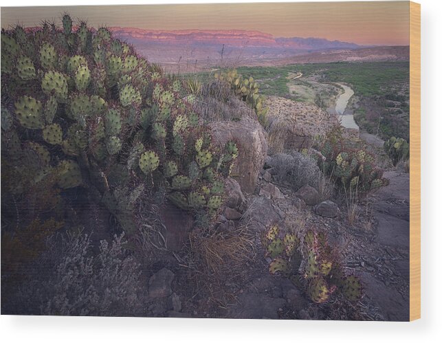 Rio Grande Wood Print featuring the photograph Cactarium by Slow Fuse Photography