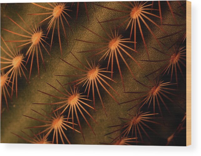 Art Wood Print featuring the photograph Cactus 9521 by Julie Powell